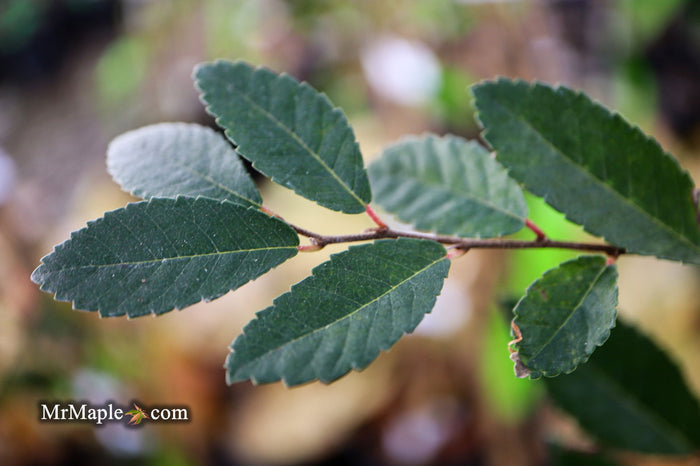 Ulmus parvifolia 'Caitlin' Dwarf Small Leaf Chinese Elm - Mr Maple │ Buy Japanese Maple Trees
