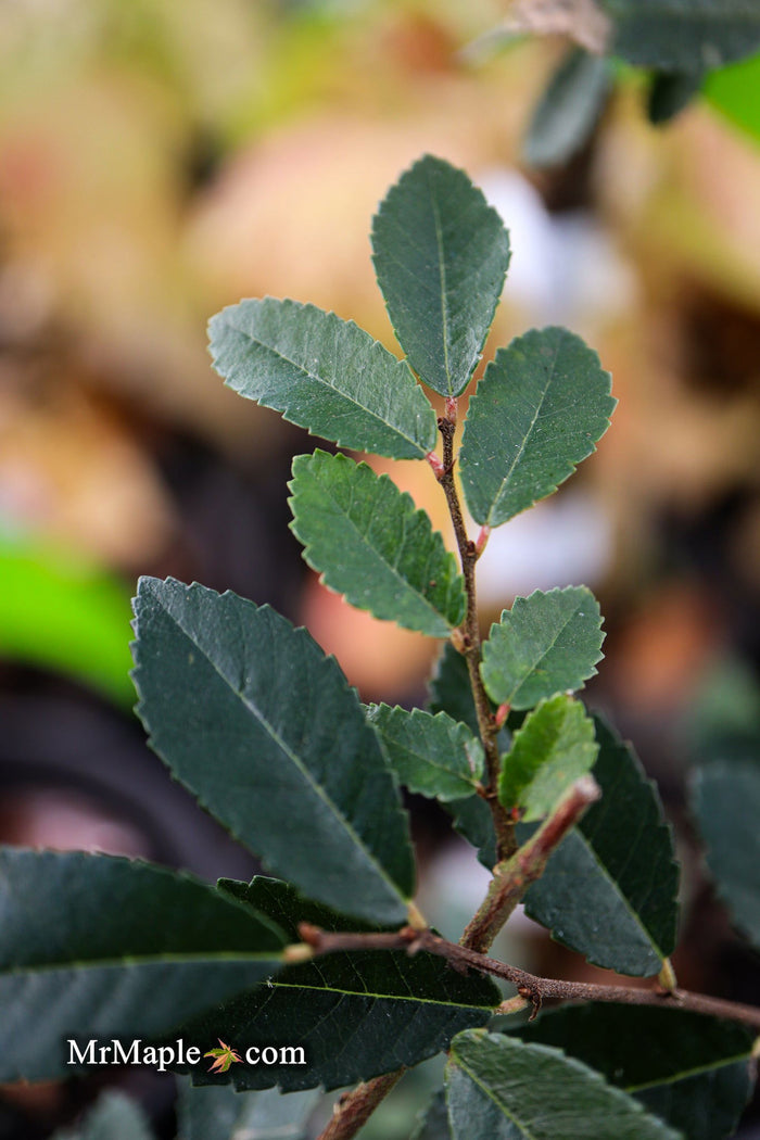Ulmus parvifolia 'Caitlin' Dwarf Small Leaf Chinese Elm - Mr Maple │ Buy Japanese Maple Trees