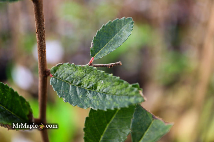 Ulmus parvifolia 'Caitlin' Dwarf Small Leaf Chinese Elm - Mr Maple │ Buy Japanese Maple Trees