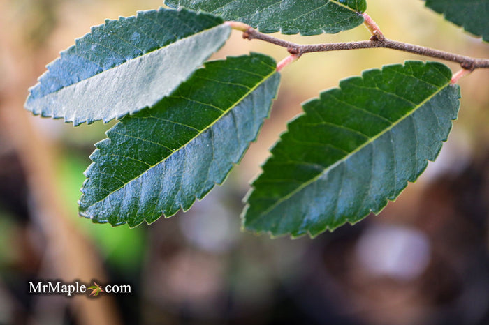 Ulmus parvifolia 'Caitlin' Dwarf Small Leaf Chinese Elm - Mr Maple │ Buy Japanese Maple Trees