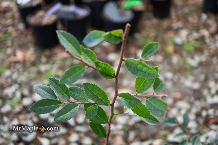 Ulmus parvifolia 'Caitlin' Dwarf Small Leaf Chinese Elm - Mr Maple │ Buy Japanese Maple Trees