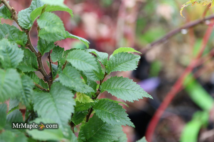 Ulmus parvifolia 'Jaqueline Hillier' Dwarf Small Leaf Chinese Elm - Mr Maple │ Buy Japanese Maple Trees