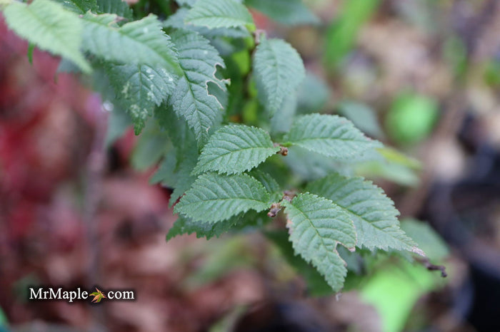 Ulmus parvifolia 'Jaqueline Hillier' Dwarf Small Leaf Chinese Elm - Mr Maple │ Buy Japanese Maple Trees