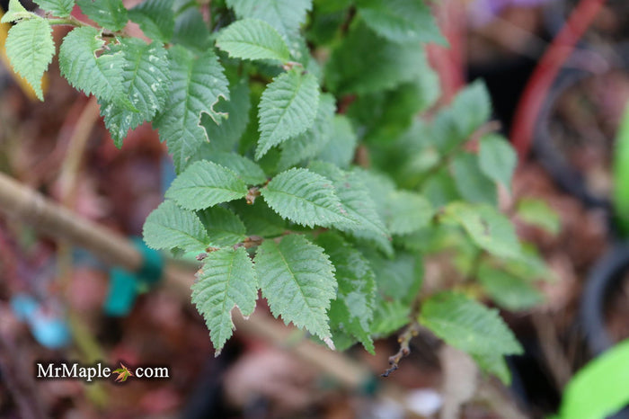 Ulmus parvifolia 'Jaqueline Hillier' Dwarf Small Leaf Chinese Elm - Mr Maple │ Buy Japanese Maple Trees