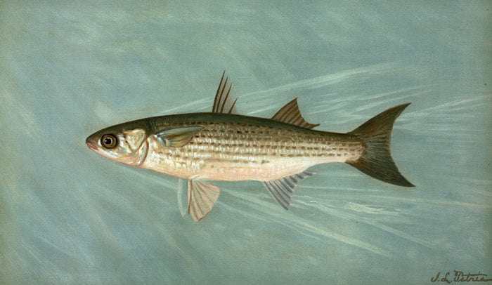 Unspotted Mascalonge of Wisconsin (Lucius masquinongy) by John L. Petrie, 1898