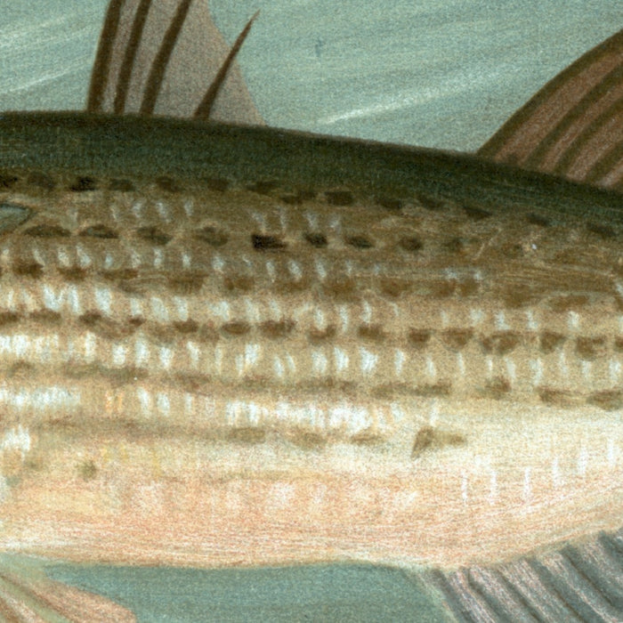 Unspotted Mascalonge of Wisconsin (Lucius masquinongy) by John L. Petrie, 1898