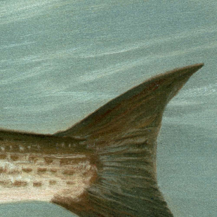 Unspotted Mascalonge of Wisconsin (Lucius masquinongy) by John L. Petrie, 1898