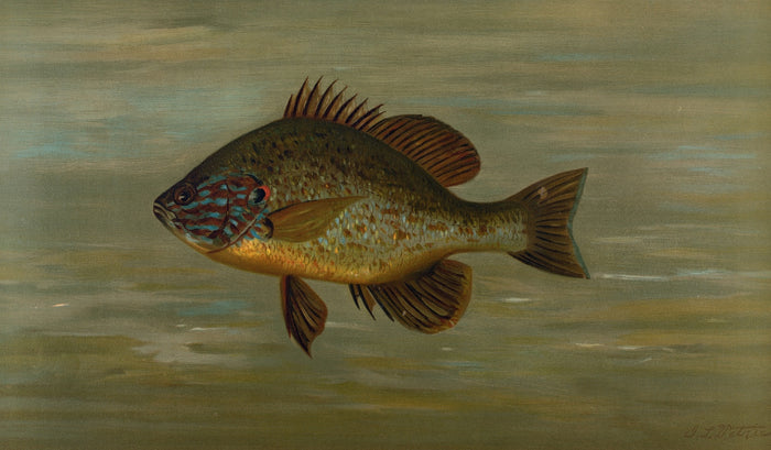 White or Silver Bass (Roccus chrysops) by John L. Petrie, 1898