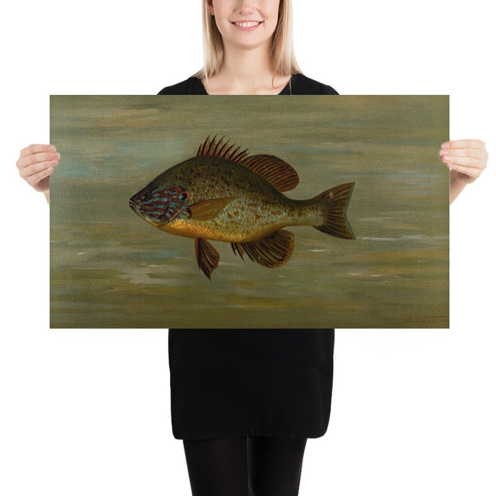 White or Silver Bass (Roccus chrysops) by John L. Petrie, 1898