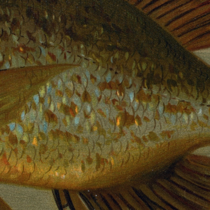 White or Silver Bass (Roccus chrysops) by John L. Petrie, 1898