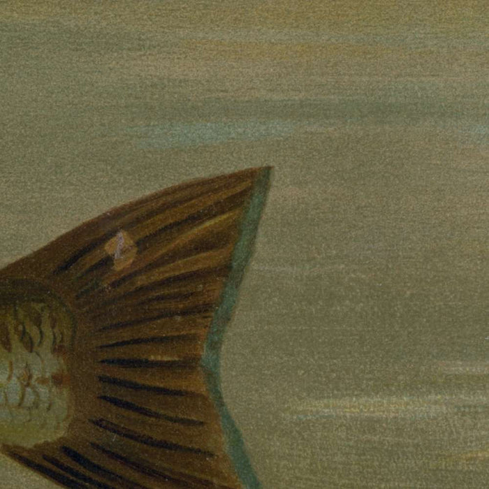 White or Silver Bass (Roccus chrysops) by John L. Petrie, 1898